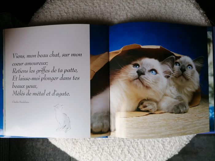 Livre neuf sur les chatons, magnifiques photos - photo numéro 5