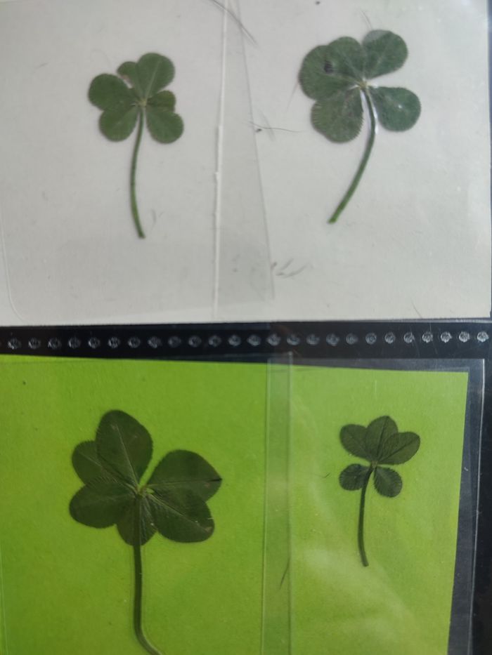 Trèfles à 4, 5 et 6 feuilles - photo numéro 3