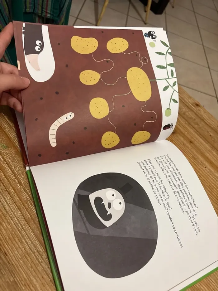 Les pommes de terre - photo numéro 3