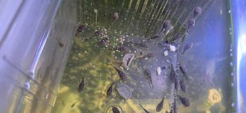 Aquarium