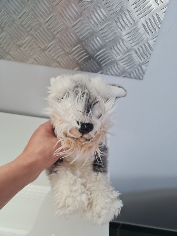 Chien fox terrier - photo numéro 3