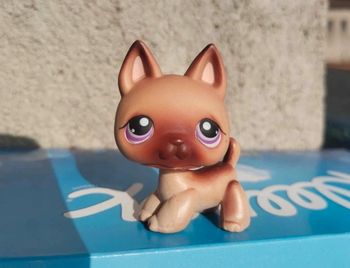 Petshop chien