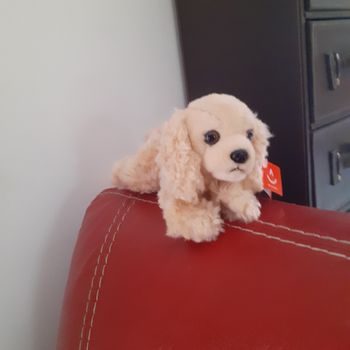 Peluche Chiot" Cocker Spaniel nain" *neuf