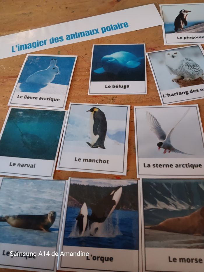 Imagier les animaux polaires - photo numéro 2
