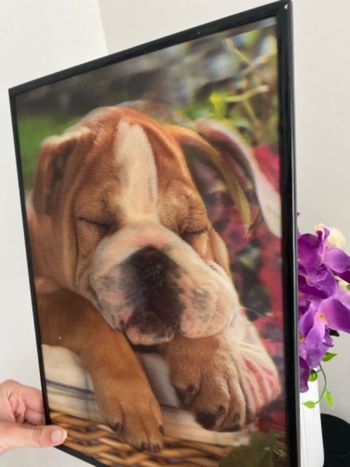 Cadre 3D chien