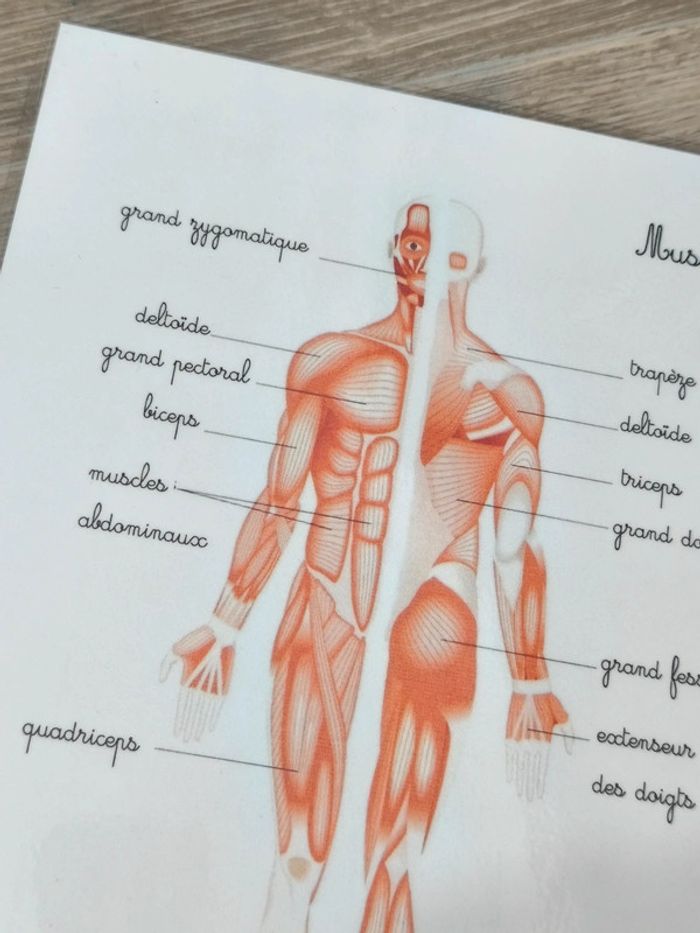 Fiche A4 des muscles du corps humain - photo numéro 2