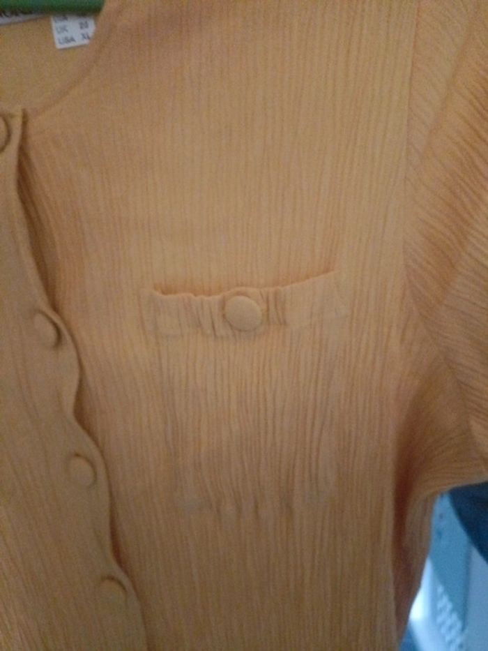 Robe jaune berger du nord - photo numéro 3