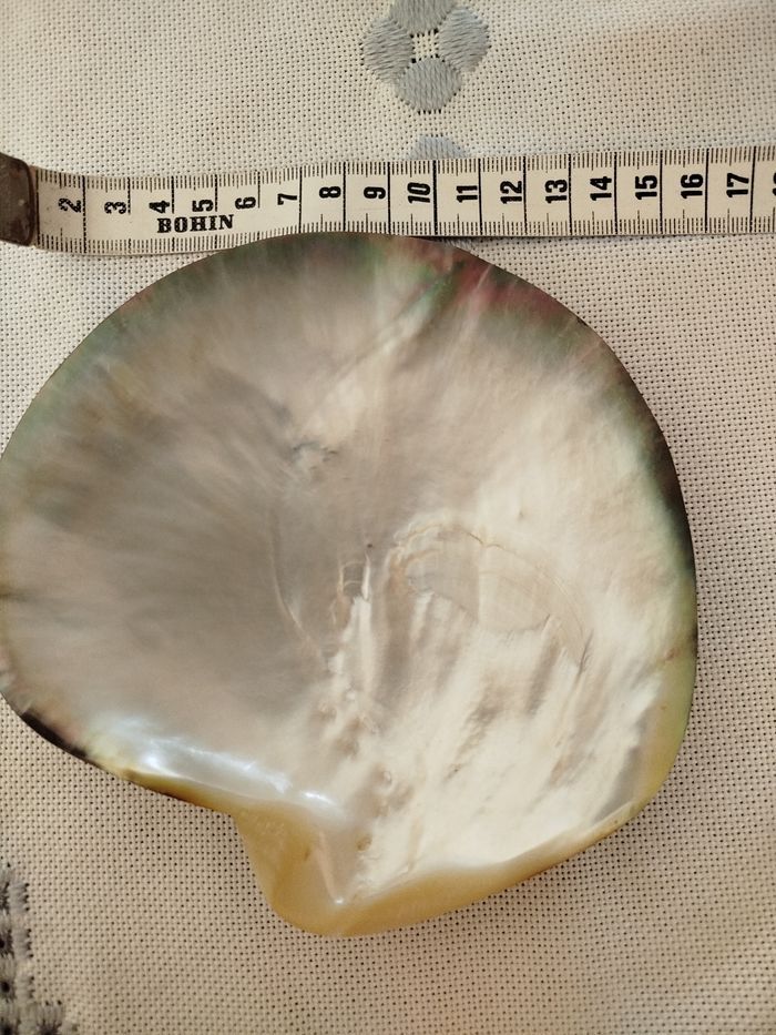 Un coquillage - photo numéro 2