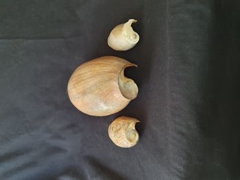 Lot de 3 coquillages ancien Cymbium glans