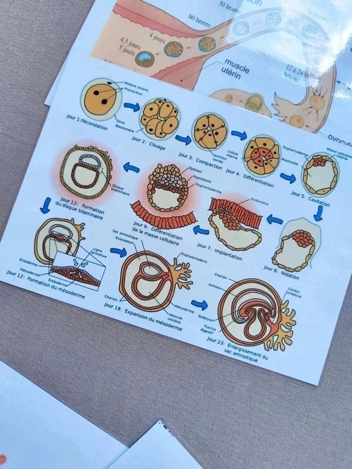 Développement embryonnaire et fœtal - photo numéro 4