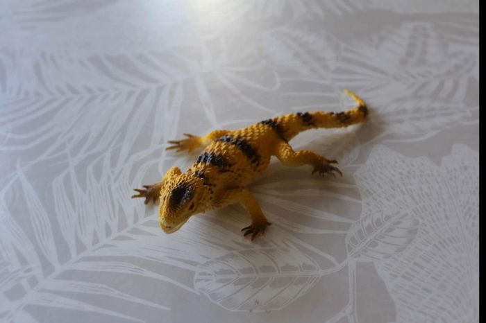 lézard  épineux - photo numéro 2