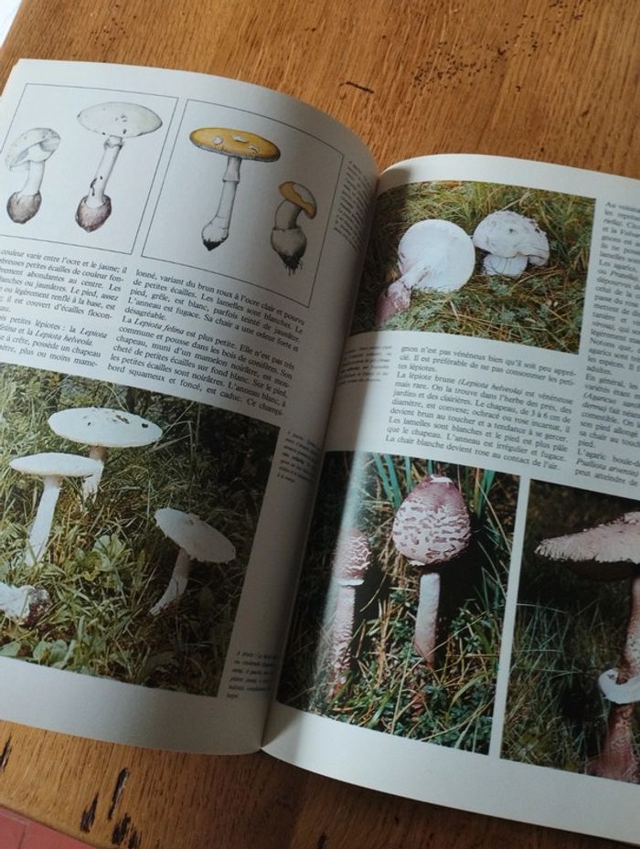 A la découverte des champignons - photo numéro 5