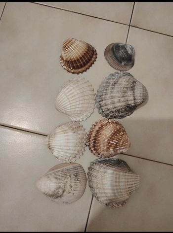 Lot de coquillage