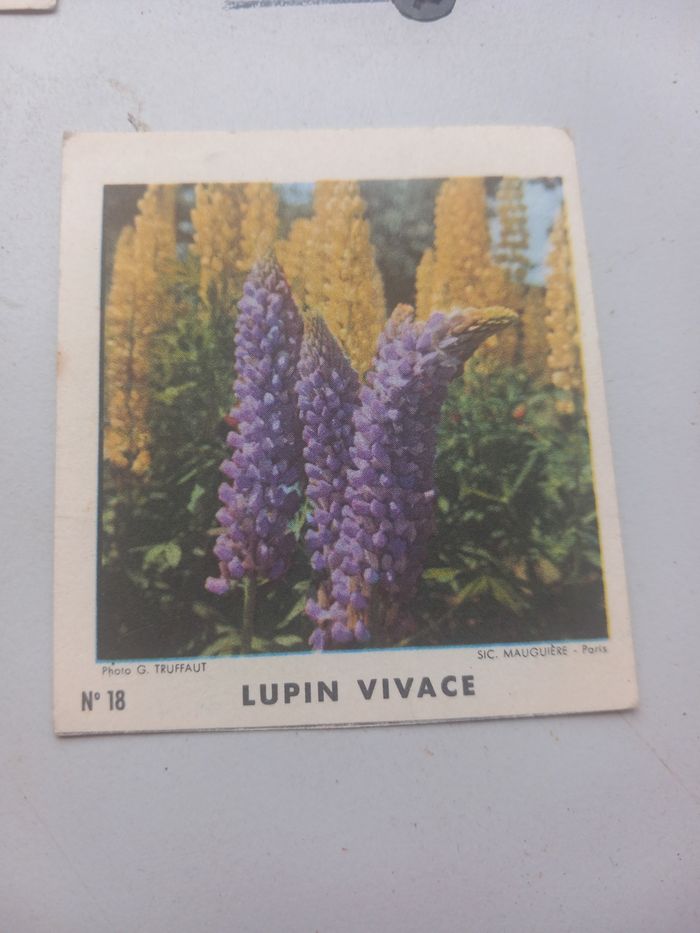 Anciennes images biscottes Reinette - photo numéro 6