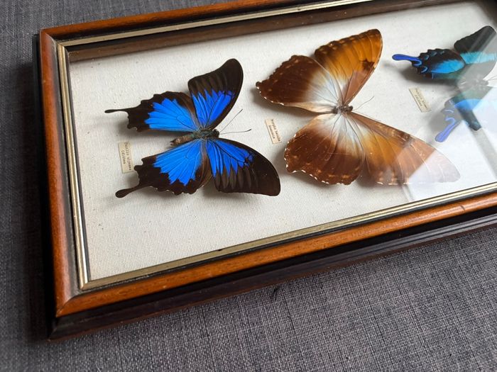 Encadrement papillons sous verre - vintage - très bon état - photo numéro 3