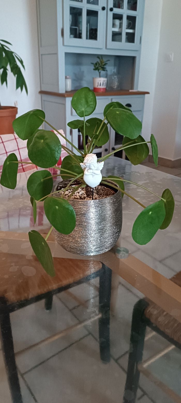 Plante pilea - photo numéro 2