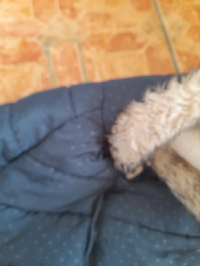 Manteaux 23mois 86cm - photo numéro 8