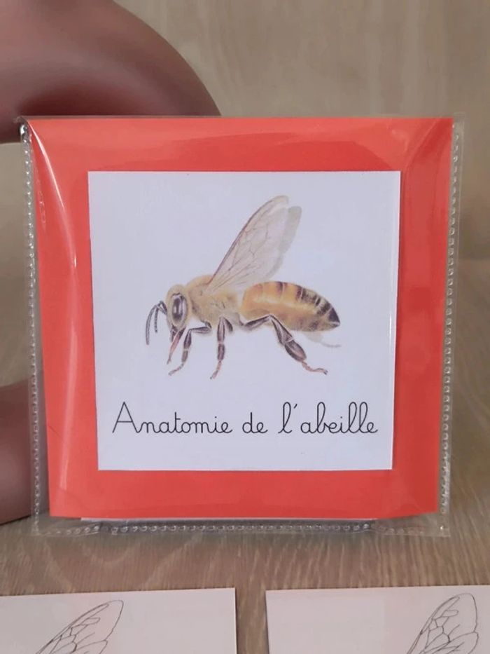 Cartes de nomenclature de l'abeille - photo numéro 4
