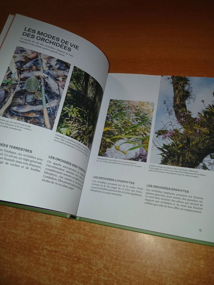 Orchidée guide de culture décomplexé - photo numéro 6