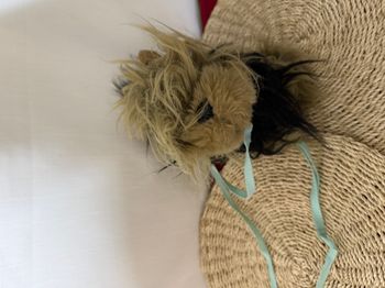 Peluche Chiot Yorkshire Terrier