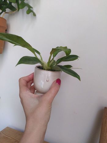 Plante - Philodendron ring of fire