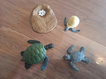 Cycle de vie de la tortue