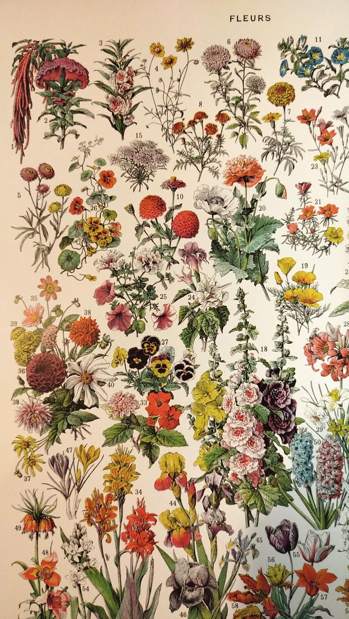 🌸 Affiche sur les fleurs "amarante", d'après une lithographie de 1928 - photo numéro 2