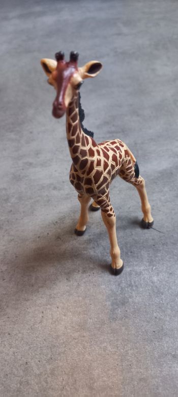 Girafe papo