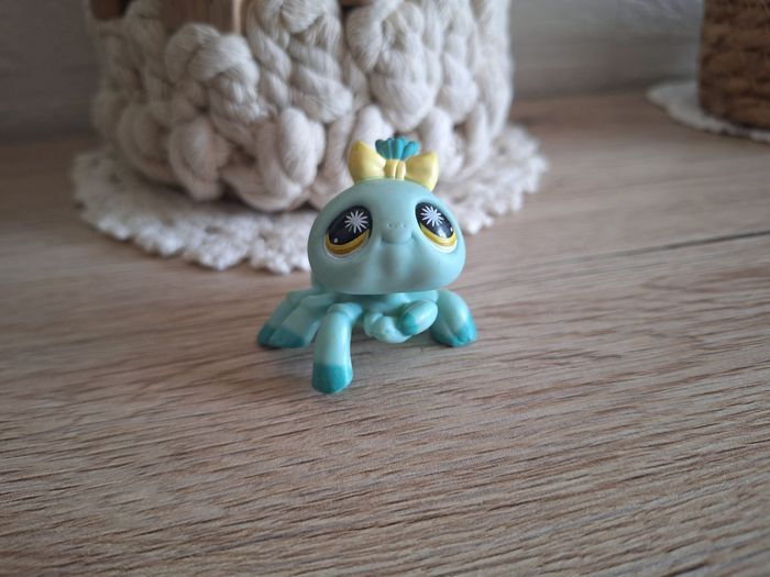 Petshop araignée #1760