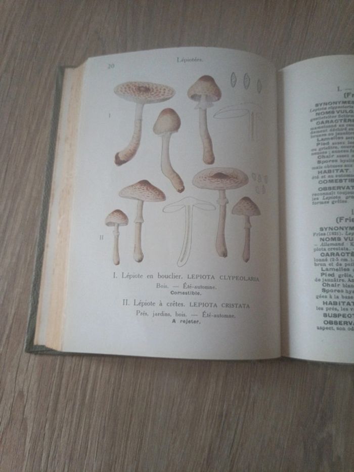 Les champignons de France - photo numéro 6
