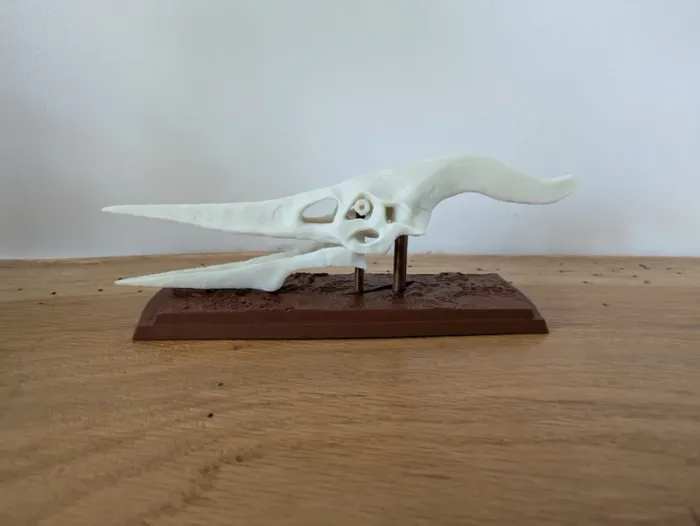 Crâne de ptéranodon sur socle - photo numéro 7
