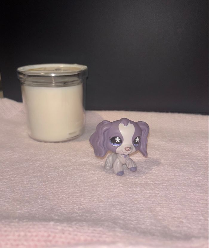 spaniel #672 - photo numéro 3