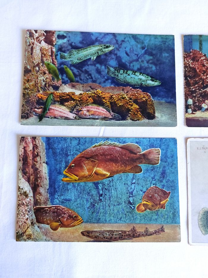 Lot 4 Cartes postales anciennes CPA Aquarium de Monaco dont une PS Bertault - photo numéro 2