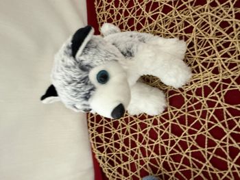 Peluche chien de traîneau