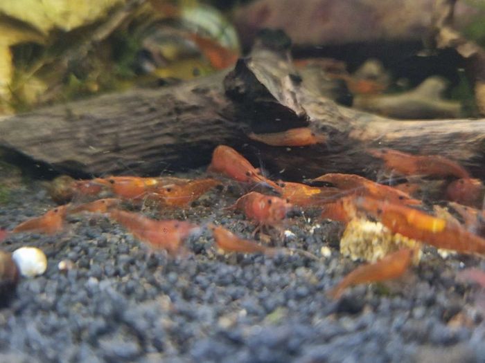 Crevettes d'Aquarium Décoration - photo numéro 3