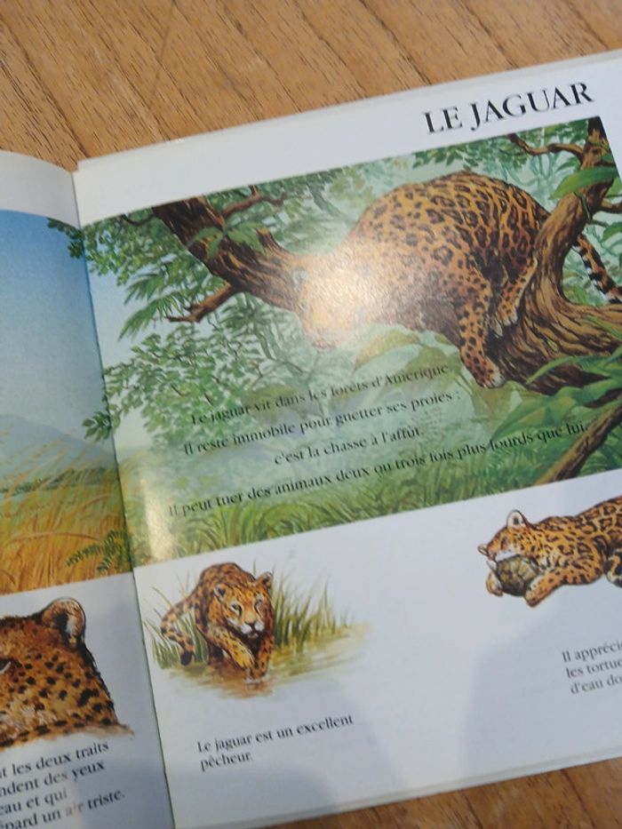 livre "les animaux sauvages" collection premiers regards - photo numéro 3