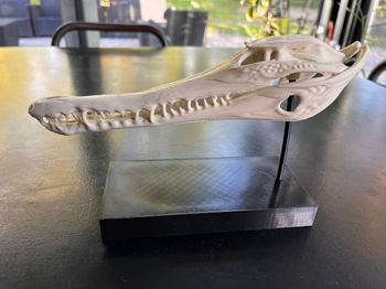 Crâne de gavial 