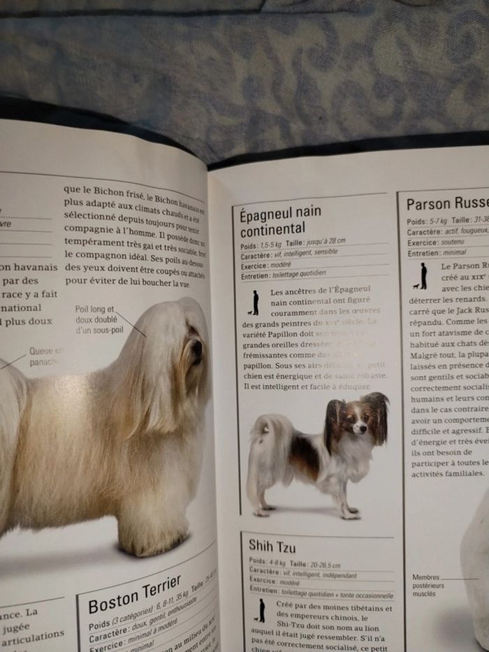 Livre assis ! Couché ! Pas bouger ! - photo numéro 5