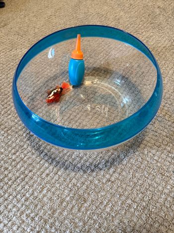 Aquarium poisson robo fish