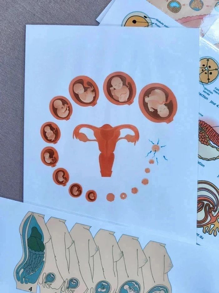 Développement embryonnaire et fœtal - photo numéro 3