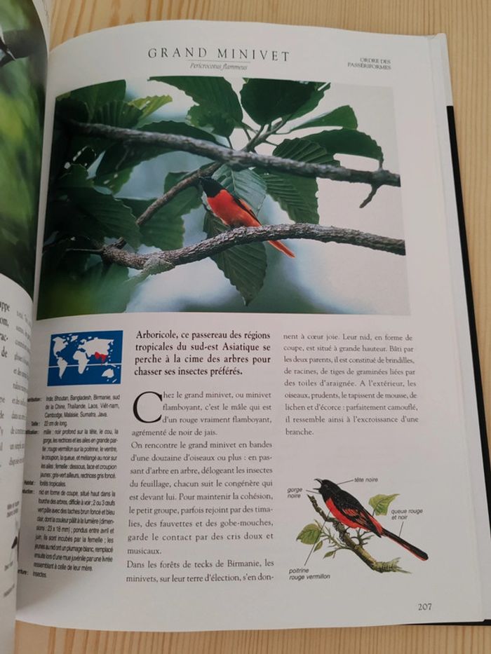 Les plus beaux oiseaux du monde 🦜 - photo numéro 7