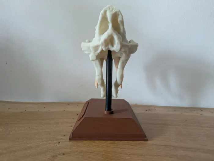 Crâne de tigre à dents de sabre smilodon - photo numéro 7