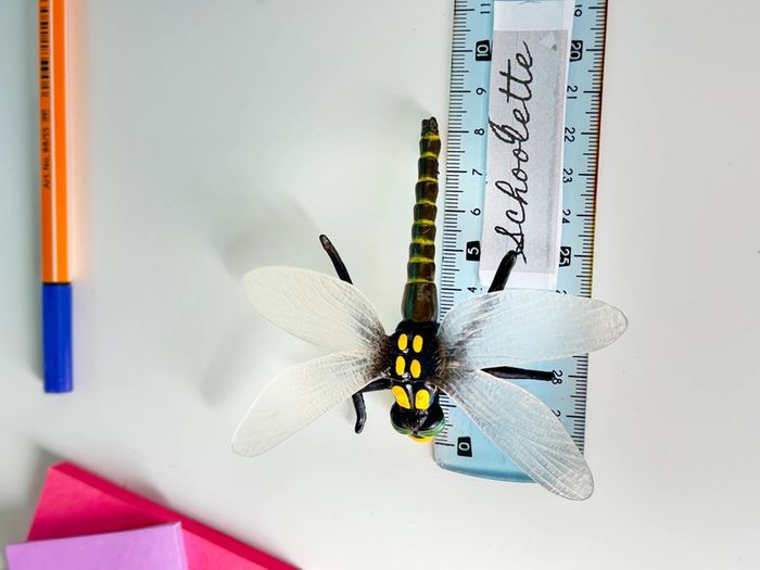 Cycle de vie: Figurines de la Libellule (Langage, sciences.) - photo numéro 13