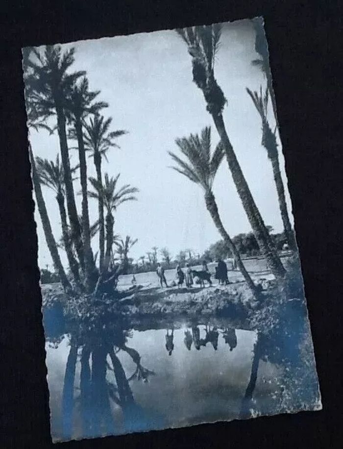 Carte postale (Maroc) Marrakech Dans la Palmeraie - photo numéro 4