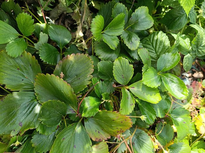 Lot fraisier cirafine