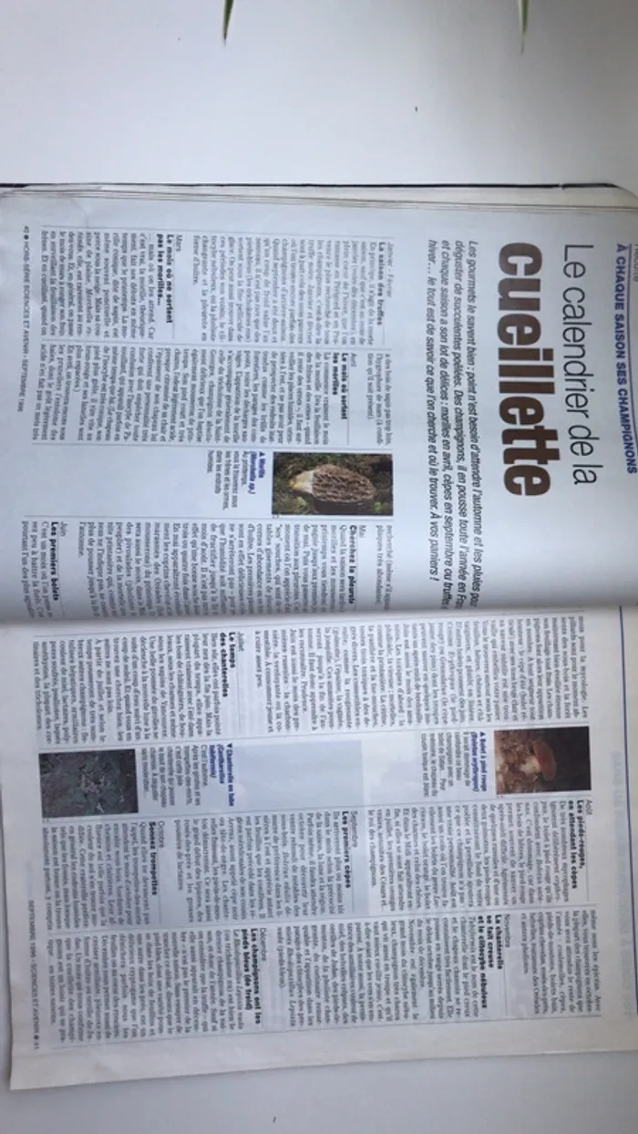 Hors série guide champignons - photo numéro 4