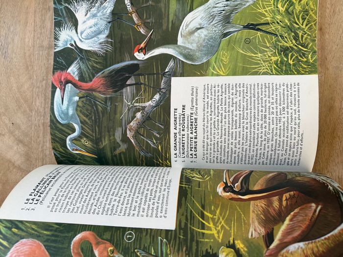 Encyclopédie ancienne animaux Robert Dallet Faune du nouveau monde Roby Lito grand format - photo numéro 12