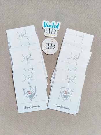 Cartes de nomenclature sur l'appareil digestif