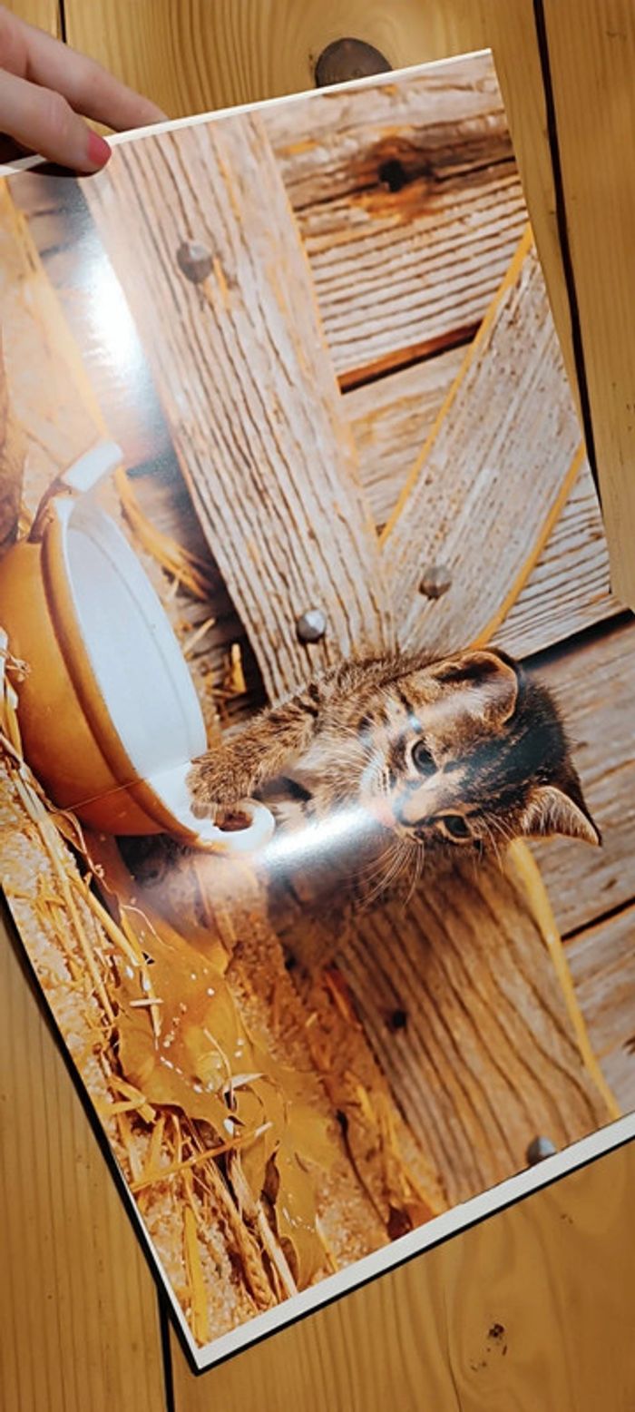 Grand livre sur les chats - photo numéro 3