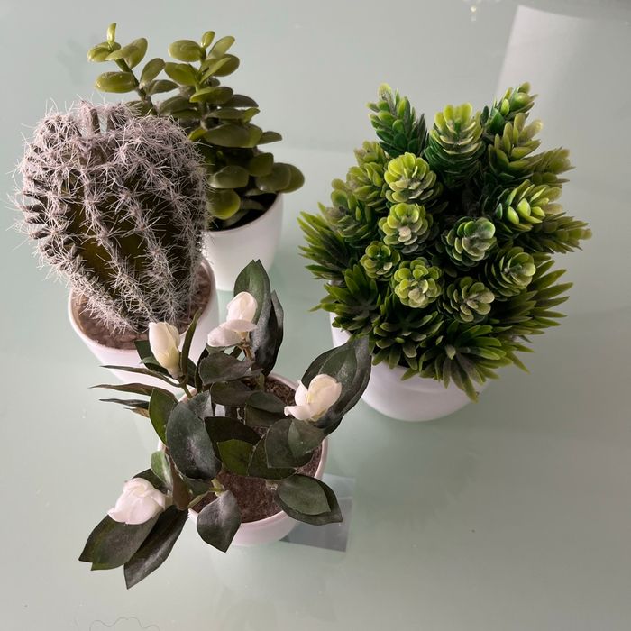 Plantes, décoration - photo numéro 2